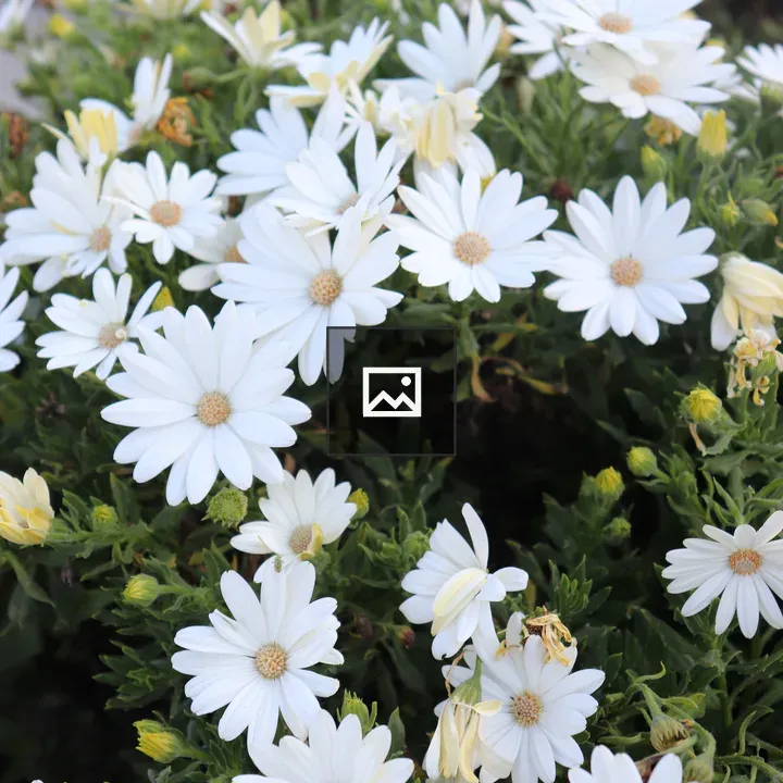 Daisies in Green and White