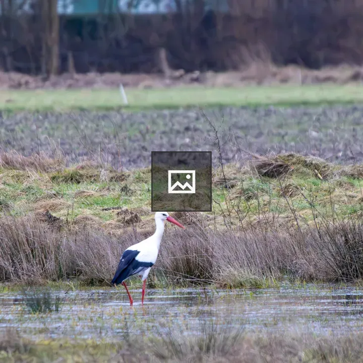 Stork in a Meadow