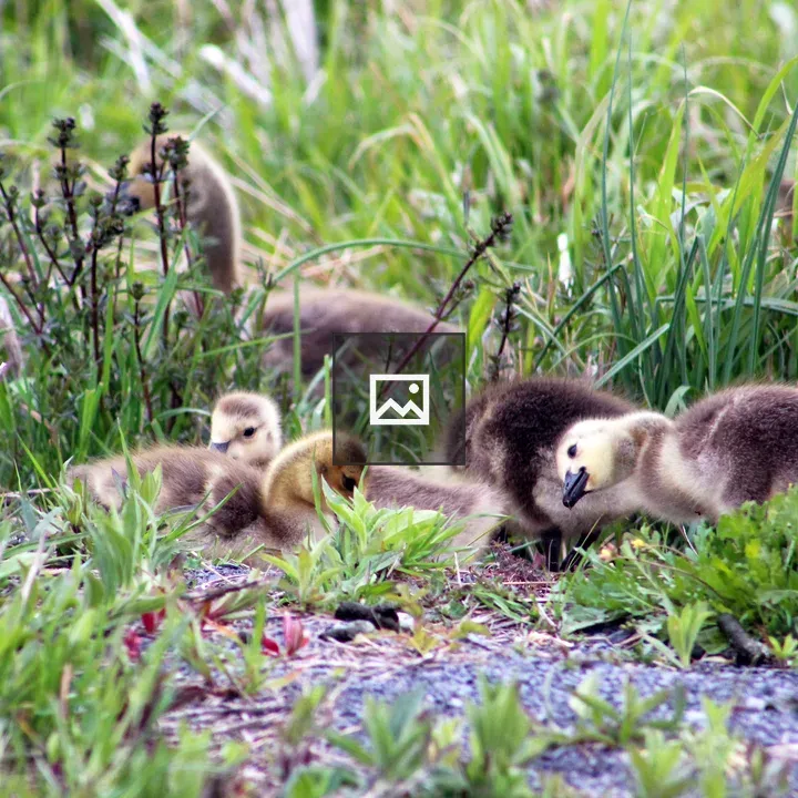 Canada Geese with Goslings