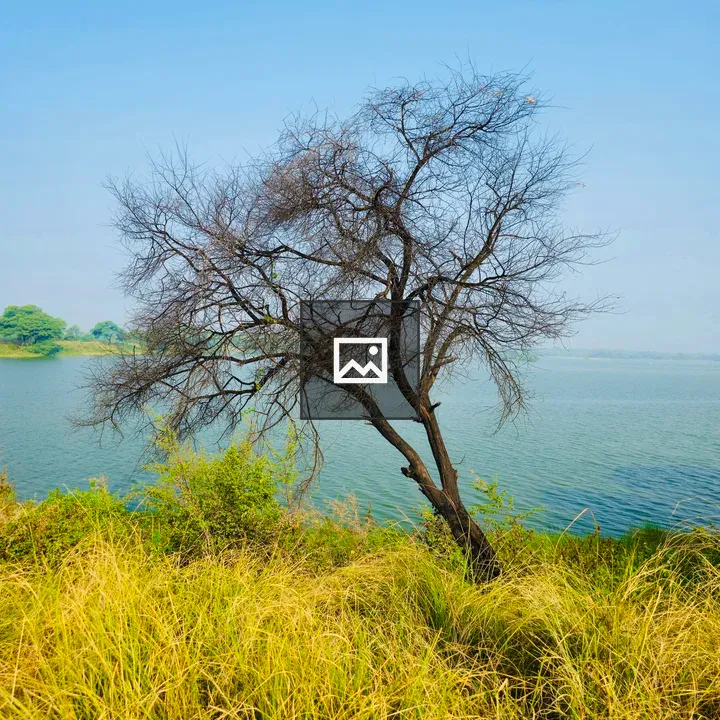 Dried tree by Thol Lake bank