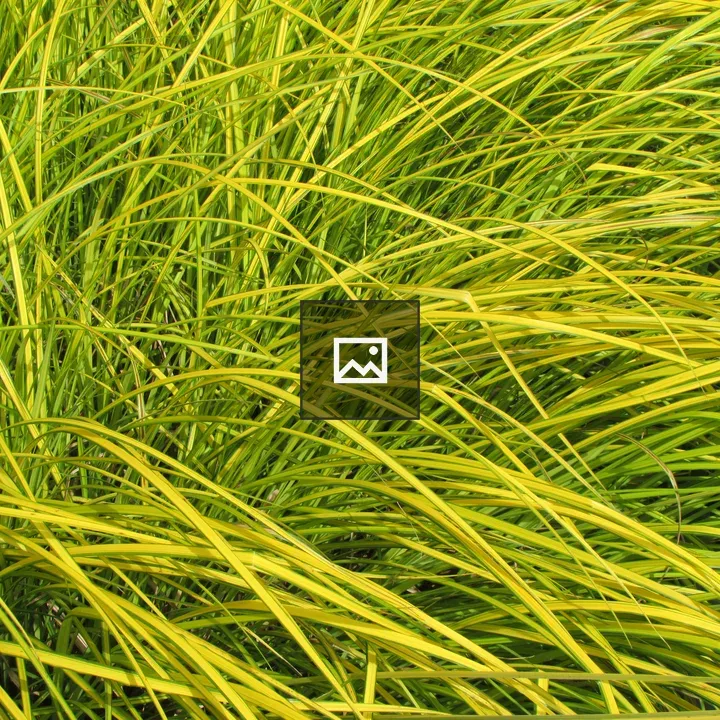 Tall grass