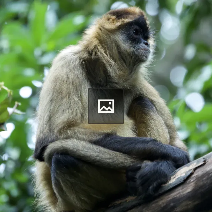 Monkey resting on a branch