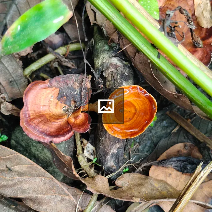 Close-up two reddish-brown mushrooms