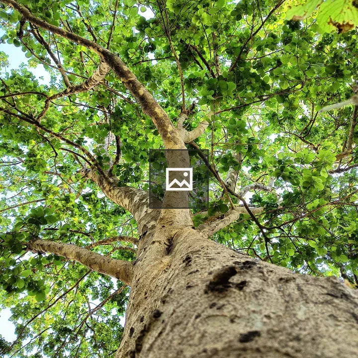 Tree with Leaves