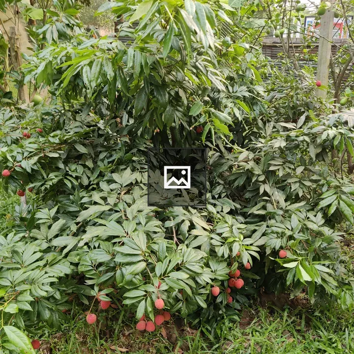 Lychee Tree with Fruits