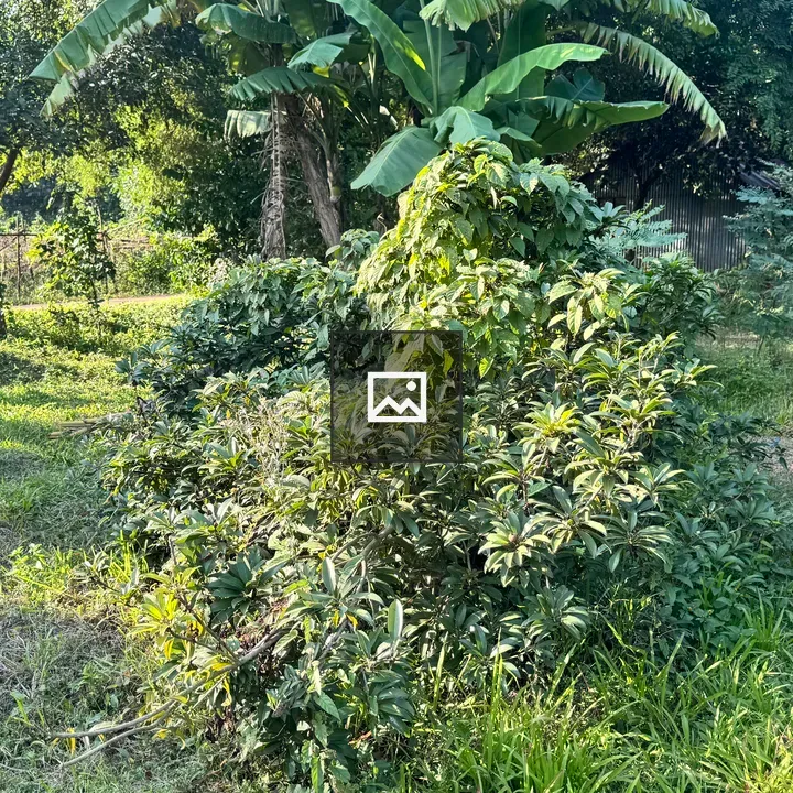 Lush garden with banana tree