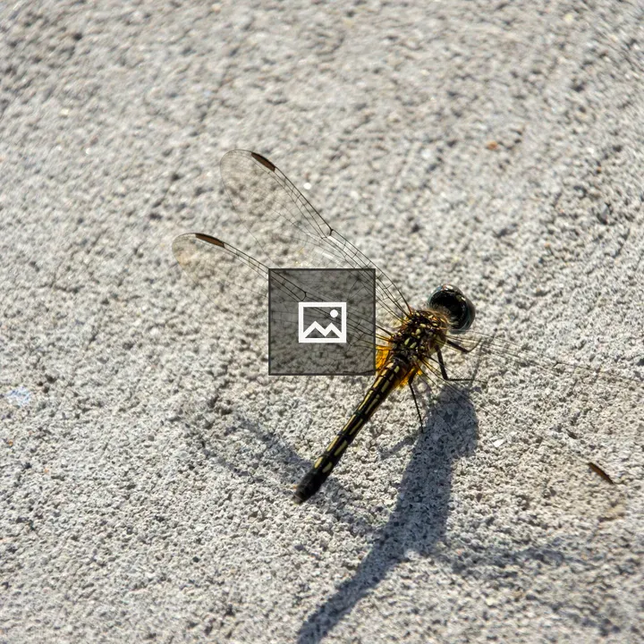 Dragonfly on a sidewalk