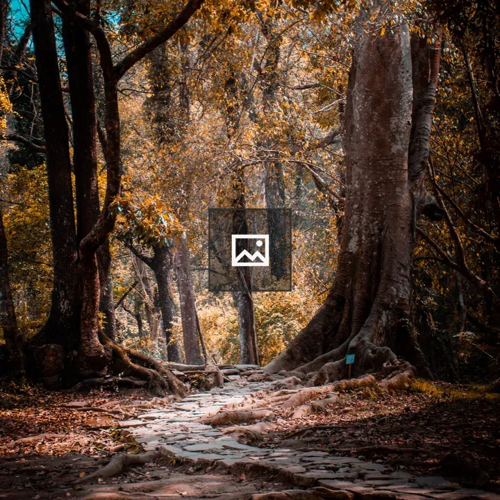 Trees and Footpath