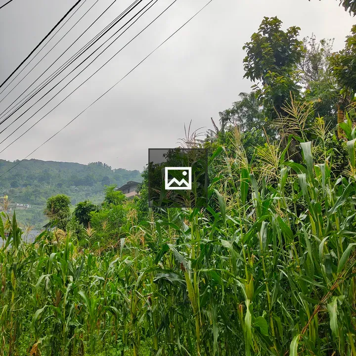 Cornfield in Green Foliage