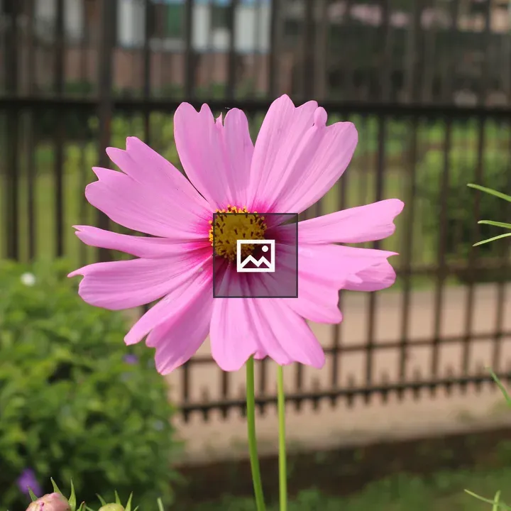 Pink cosmos flower in garden