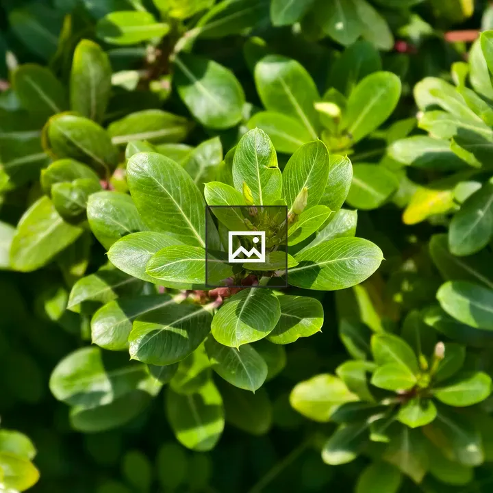 Close-up of dense shrub with leaves