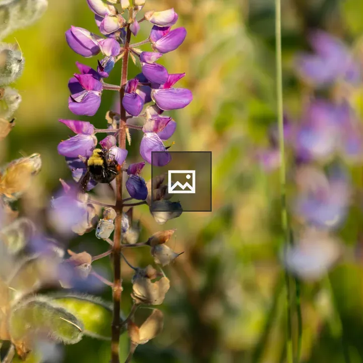 Lupine Flower in Sumner WA