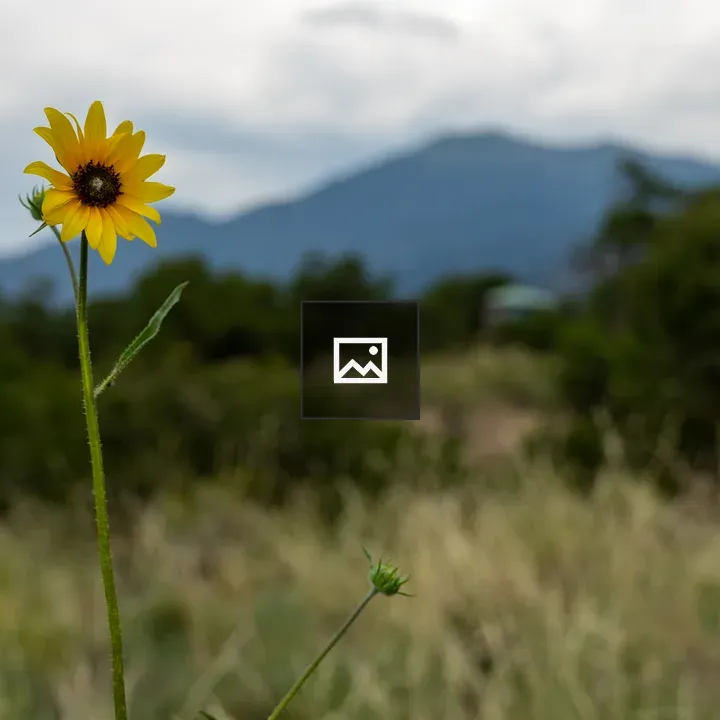 Yellow Sun Flower in Mountains