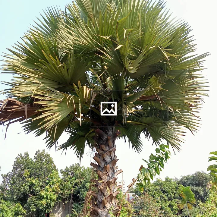Borassus palm tree