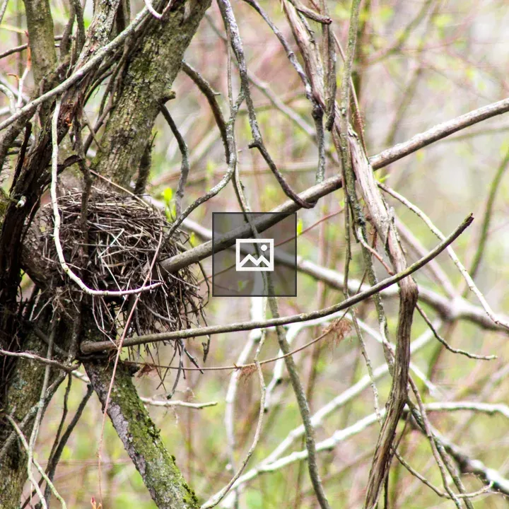 Bird's nest in the swamp