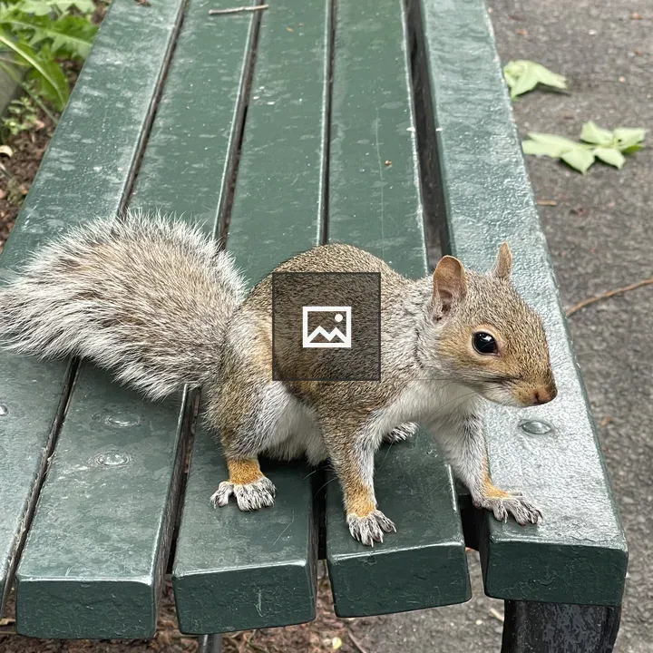 Squirrel on Green Bench