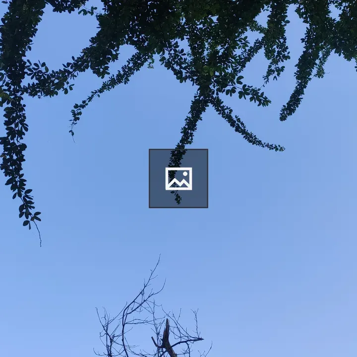 Tree with Leaves and Sky