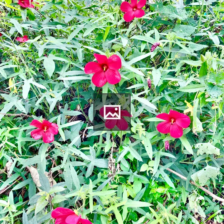 Hibiscus moscheutos Plants