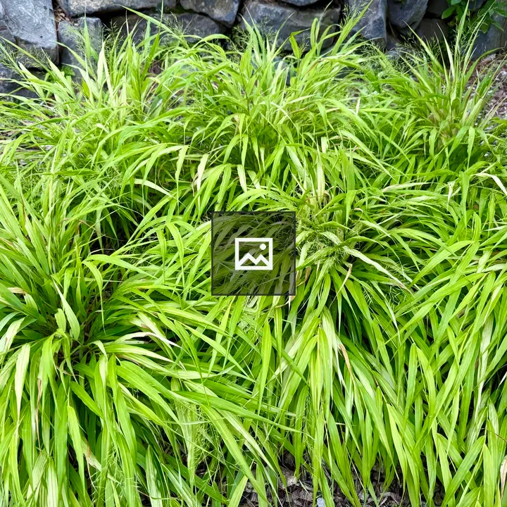 Bright lime-green ornamental grass