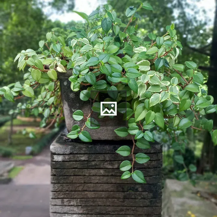 Potted plant with lush green leaves