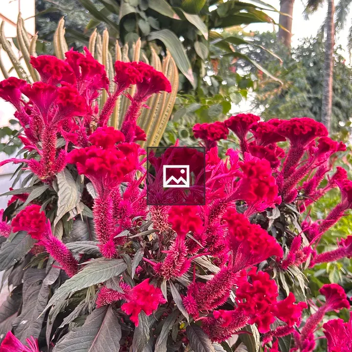 Red plume-like flowers