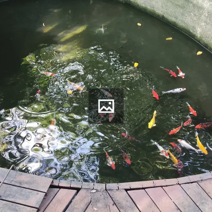 Koi Pond