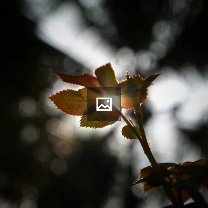 Sunlight Through Green Leaves