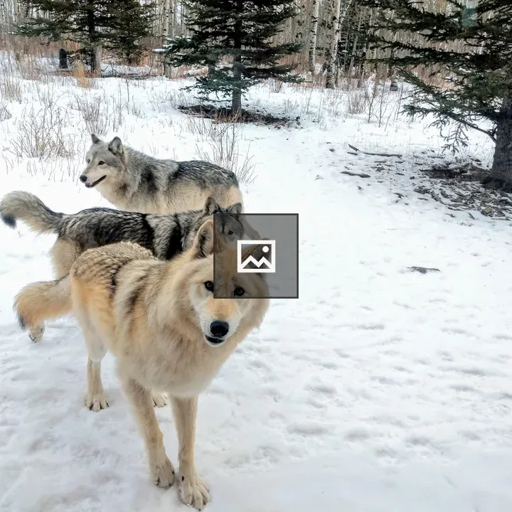 Wolves in Snow