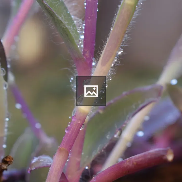 Close-up of dew on plant stems