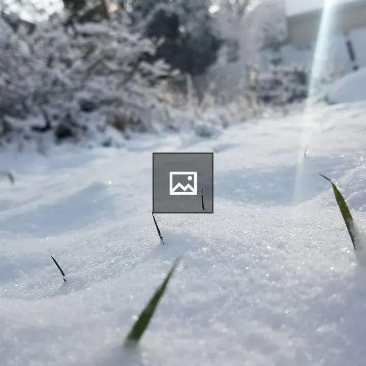 Grass Through Snow