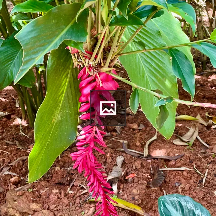 Red ginger inflorescence