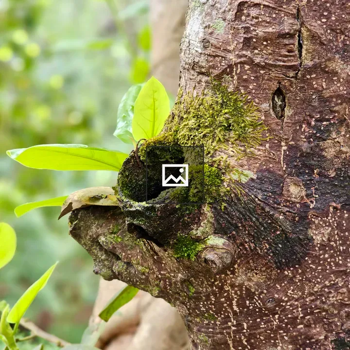 Tree Bark with Moss and Leaves