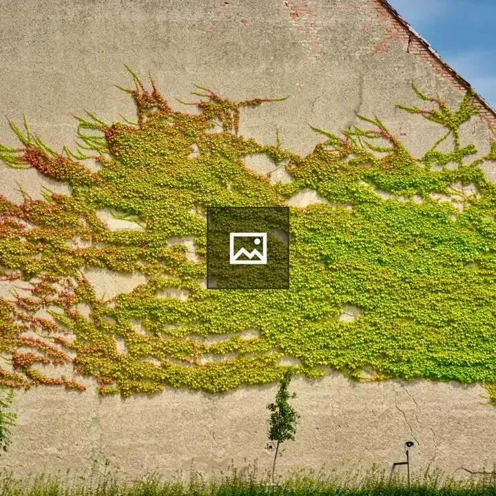 Old green wall with creepers