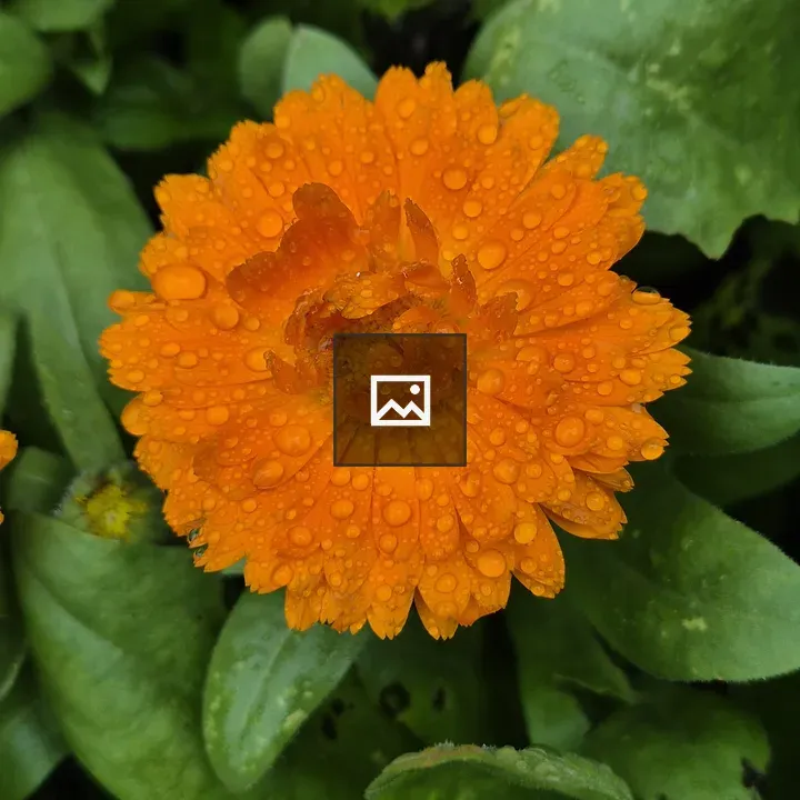 Calendula flower close-up