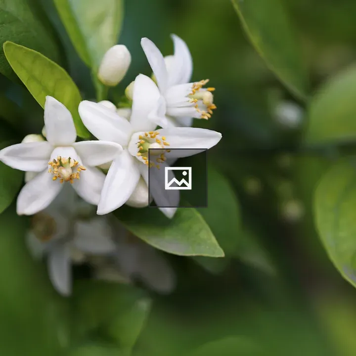 White orange blossom close-up