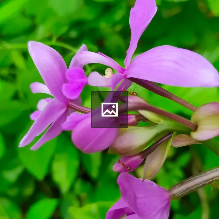 Ants on a Purple Orchid