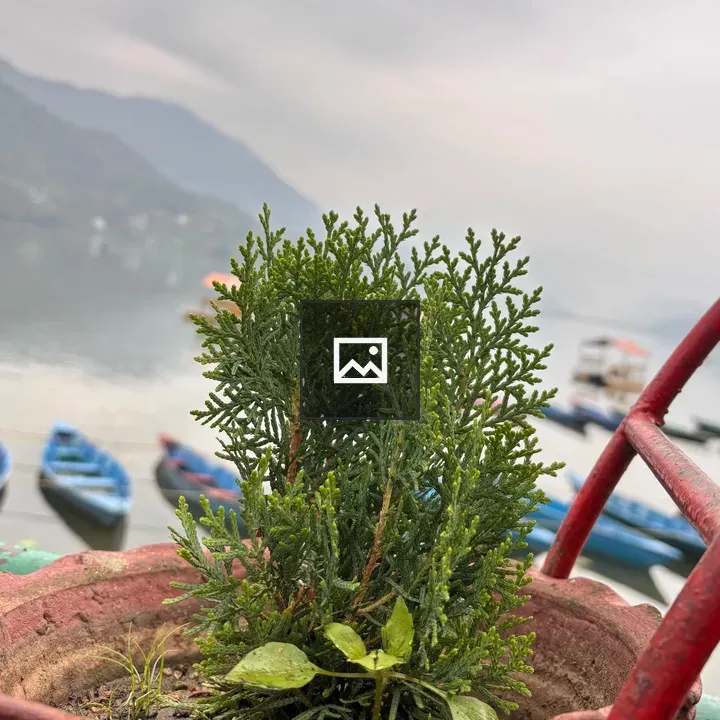 Green shrub in terracotta pot