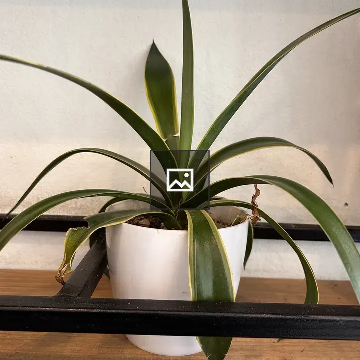 Green plant in white pot