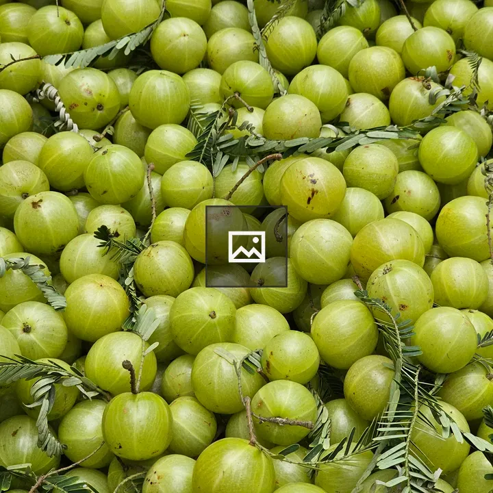 Close up of Indian gooseberry fruits