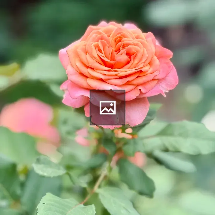 Orange-pink Rose in Garden
