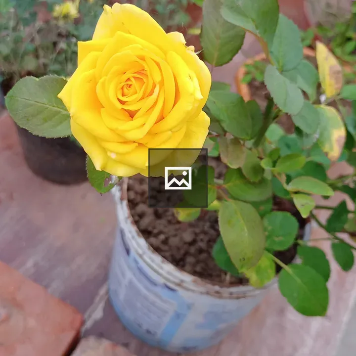 Yellow rose on bench
