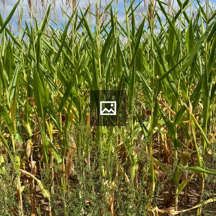 Tall corn stalks in rows