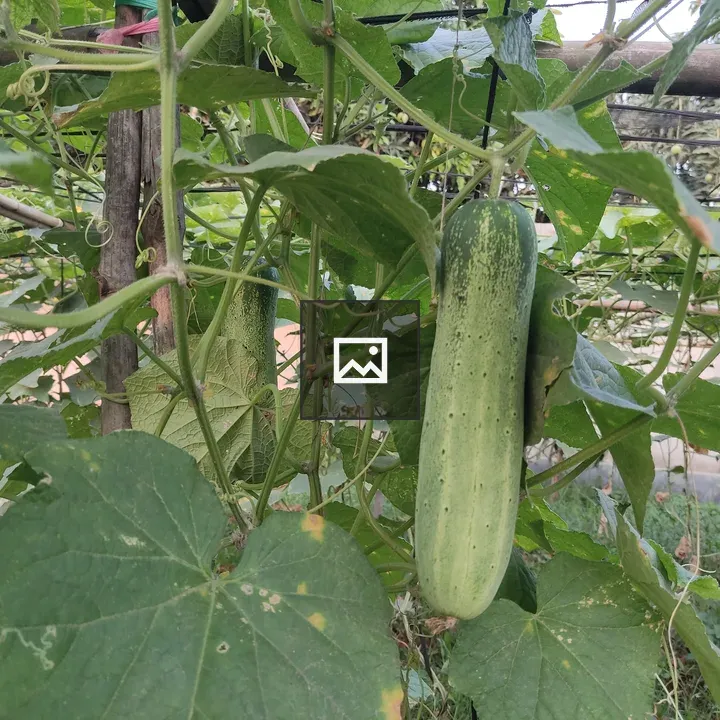 Live cucumber in garden