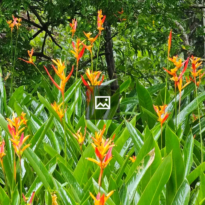 Heliconia Flowers in Garden
