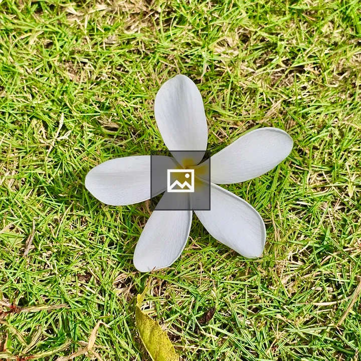 Fallen plumeria alba flower