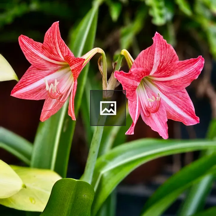 Two blooming red lilies