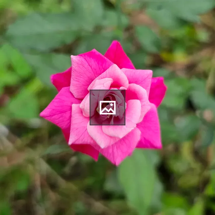 Rose with Green Foliage