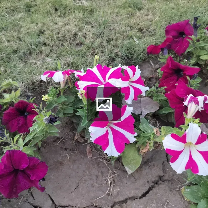 Petunias in Garden Soil