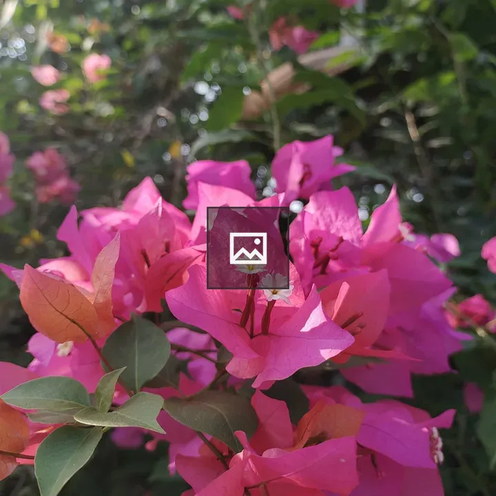 Bougainvillea Blossoms Portrait
