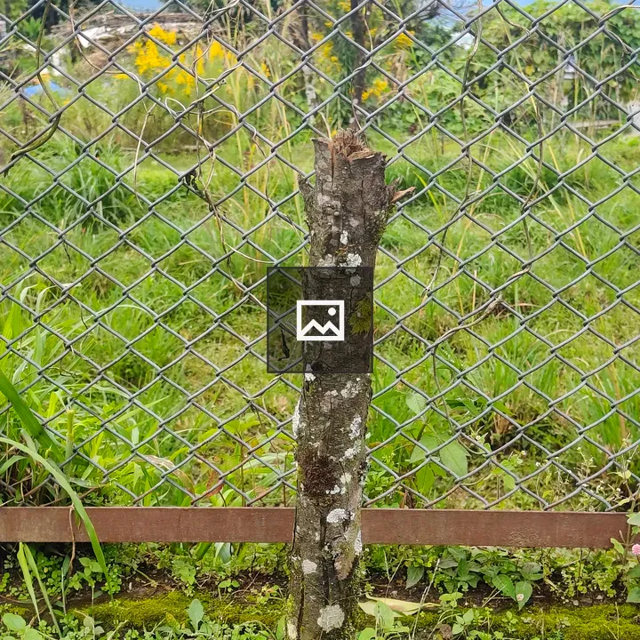 Tree stump in front of fence